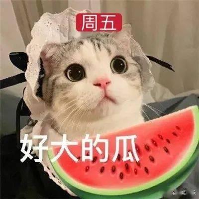 娱乐吃瓜君网红虐猫是谁,娱乐吃瓜君揭露虐猫网红真相